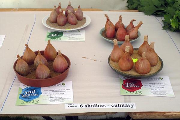 15. Perfect shallots.jpg -                                